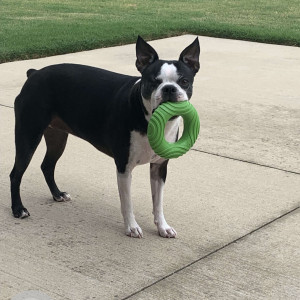 Missing: Black and White Female Boston Terrier Dog from Benton County