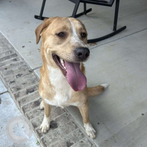 Found: White-Brown Mix Male Indie Dog from Faulkner County