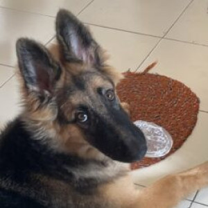 Missing: Black and Brown Male German Shepherd Dog from D block 254 Shapoorji, New Town, Kolkata