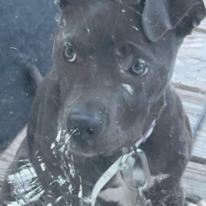 Found: Brown Female Pitbull mix Dog from Saline County