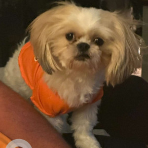 Missing: White-Brown Mix Male Shih Tzu Dog from Arkansas County