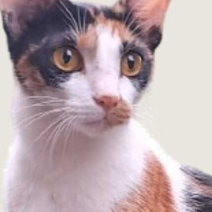 Missing: White-Brown Mix Female Calico Cat from Beverly Hills, Pan Card Club Road, Baner