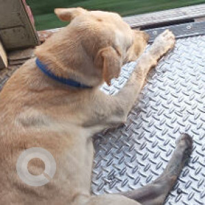 Found: Brown Male Labrador Dog from Rajiv Nagar Annex 1 Nemilichery Railway gate