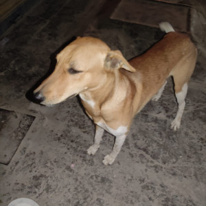 Found: Brown Male Indie Dog from Bengaluru(Karnataka)