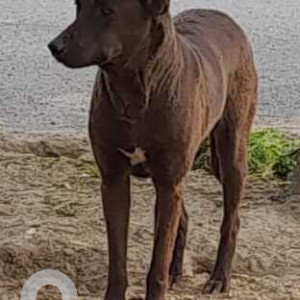 Missing: Brown Male Indie Dog from Zenith sector 77