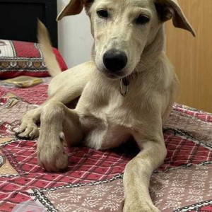 Found: White-Brown Mix Female Indie Dog from Ayyappa Nagar, Hoodi-2