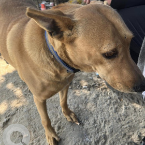 Found: Brown Male Indie Dog from Dwarka Sector 17, New Delhi-3