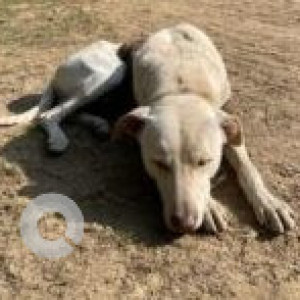 Missing: White Male Indie Dog from Janakpuri, New Delhi-2