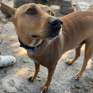 Found: Brown Male Indie Dog from Sector 17 Dwarka-2