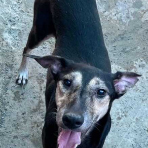 Missing: Black and White Male Indie Dog from Gulmohar colony near diamond water park lohegaon