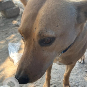 Found: Brown Male Indie Dog from Sector 17 Dwarka-3
