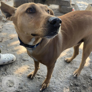 Found: Brown Male Indie Dog from Dwarka Sector 17, New Delhi-2