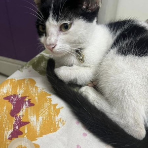 Black and White Not Available Indie Cat is Found from Pallikaranai  Appasamy mapleton apartments-3
