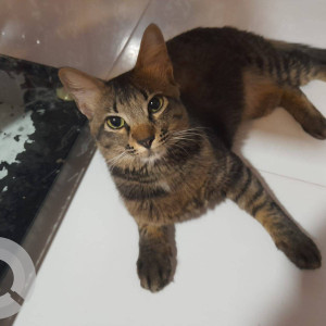 Found: White and Grey Male Indie Cat from Sai baba nagar, Miraroad-2