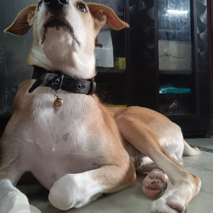 A White-Brown Mix Indie Dog Missing from Tagore Garden Extension, New Delhi-3