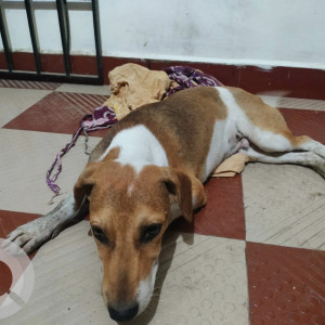 Found: White-Brown Mix Male Indie Dog from Okkiyam Thoraipakkam close to altron tower