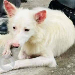 Found: White Male Pomeranian Dog from 14th Main, Indiranagar, Bangalore