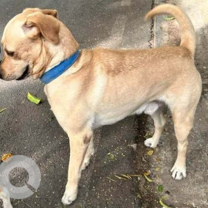 Brown Male Labrador Dog is Found from Indiranagar Club/Ainmane cafe