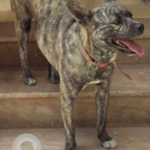 Black and Brown Male Formosan Mountain Dog Dog is Found from Kushal’s jewellery 100 Feet Road Indiranagar