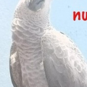 Missing: White and Grey Female African grey parrot Bird from Thirumullaivoyal