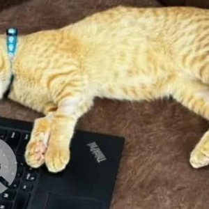 Missing: Golden Male Ginger Cat from Concorde Cupertino Electronic City-2