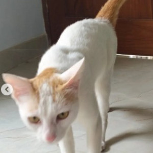 A White-Brown Mix Indie Cat Found from Beguru, Bengaluru-2