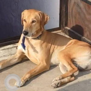 Missing: White-Brown Mix Male Indie Dog from Manjari Budruk Keshavnagar Mundhwa