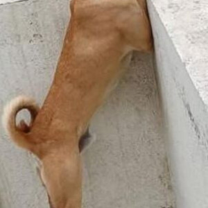 Missing: White-Brown Mix Male Indie Dog from Manjari Budruk Keshavnagar Mundhwa-2