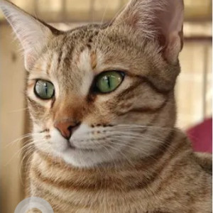 A Black and Brown Tabby Cat Missing from Bengaluru-2