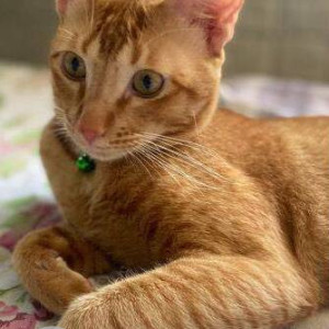 Missing: Orange Male Indie Cat from Jimmy Tower,Sector 4, Vashi-2