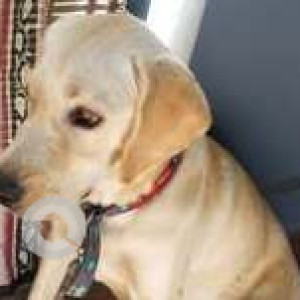 Found: White Female Labrador Dog from 7th Cross, Malleswaram opposite Kamath Tindi Mane-4
