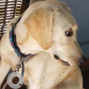 Found: White Female Labrador Dog from 7th Cross, Malleswaram opposite Kamath Tindi Mane-2