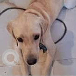 Found: White Female Labrador Dog from 7th Cross, Malleswaram opposite Kamath Tindi Mane-3