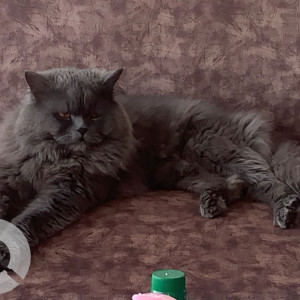 Missing: Grey Male Persian Cat from Prisma City Society Jandhpur road, Sector 124-3