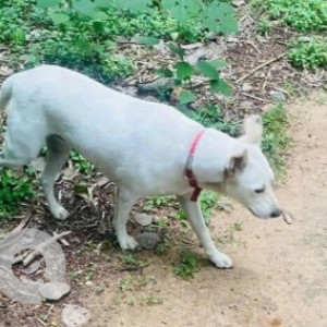 A White Indie Dog Found from RT Nagar, Bengaluru