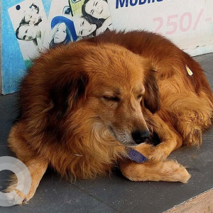 Missing: Brown Male Indie Dog from Amberpet opposite to Irani hotel-3