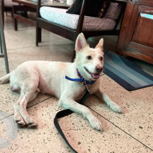A White Indie Dog Found from Lado Sarai, Delhi NCR-4