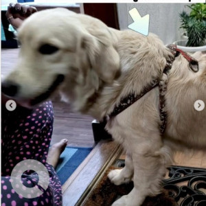 A White Golden Retriever Dog Found from Kodihalli, Bengaluru-3