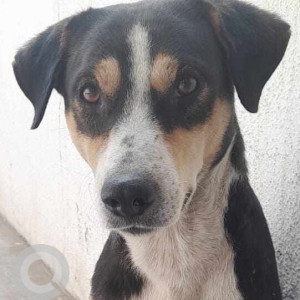 Missing: Black and White Male Indie Dog from Bharati Vidyapeeth, Mohan Nagar area