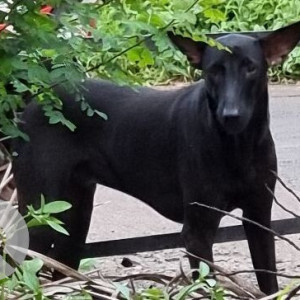 Found: Black Male Indie Dog from Parra, Goa