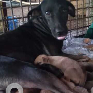 A Black Indie Dog Missing from Fatorda, Margao-2