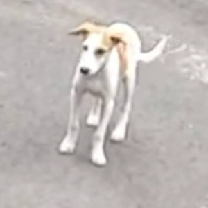 A White-Brown Mix Indie Dog Missing from Ghorpadi, Pune