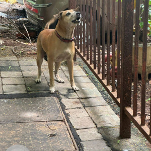 A White-Brown Mix Indie Dog Found from Versova, Thane-3