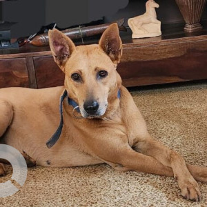 A White-Brown Mix Indie Dog Missing from Bouta Waddo