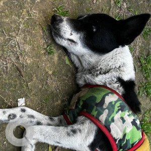 Found: Black and White Male Indie Dog from Saket H-block right