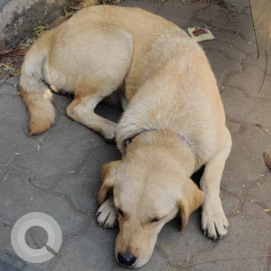 Found: Golden Female Labrador Dog from Bhosari MIDC, near Quality Ice-cream Chowk, Opp. Bel Optionic Devices Company-2