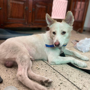 A White Indie Dog Found from Lado Sarai, Delhi NCR-3