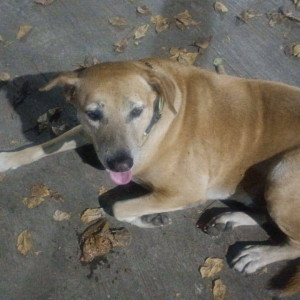 Found: White-Brown Mix Female Indie Dog from RIMS School, NIBM road