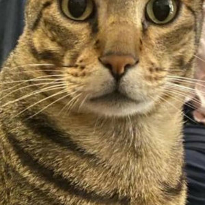 Missing: Golden Male Indie Cat from Iyenger Bakery, Muniveramma Layout, Chikka Banaswadi-2