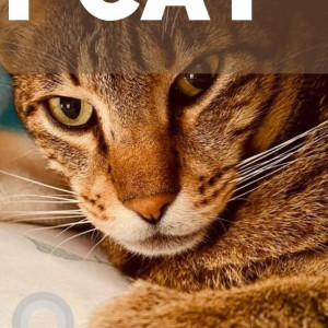 Missing: Golden Male Indie Cat from Iyenger Bakery, Muniveramma Layout, Chikka Banaswadi-3